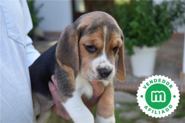 cachorros-beagle-firma-hrc-big-1