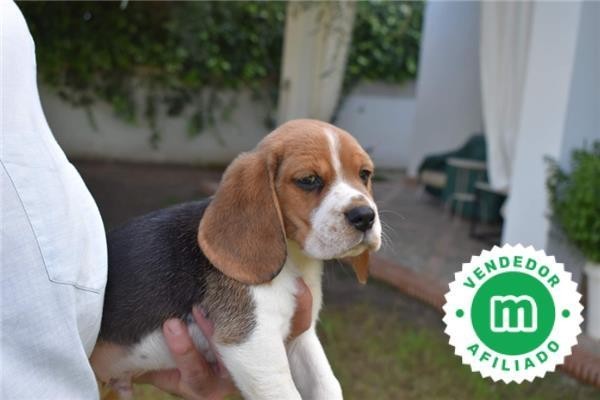 cachorros-beagle-firma-hrc-big-3