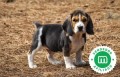 cachorros-beagle-de-hrc-small-2
