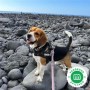 cachorros-beagle-de-hrc-small-0