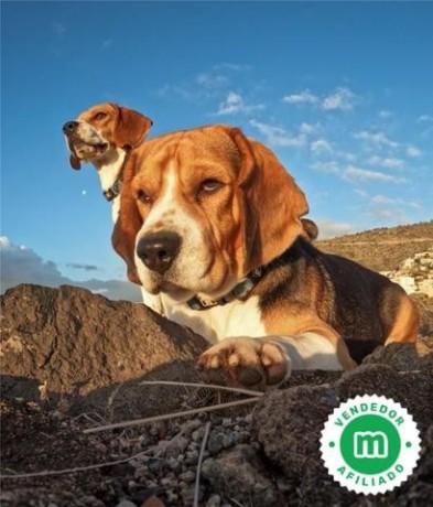 cachorros-beagle-de-hrc-big-5