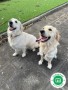 cachorros-golden-retriever-de-hrc-small-4