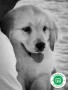 cachorros-golden-retriever-de-hrc-small-1