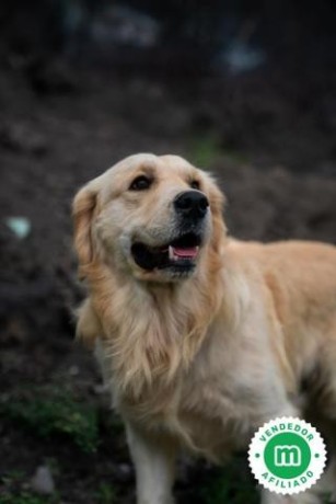 cachorros-golden-retriever-de-hrc-big-3