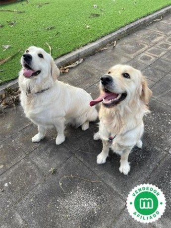 cachorros-golden-retriever-de-hrc-big-4