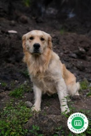 cachorros-golden-retriever-de-hrc-big-5