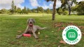 cachorros-braco-weimaraner-de-hrc-small-3