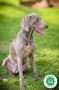 cachorros-braco-weimaraner-de-hrc-small-7