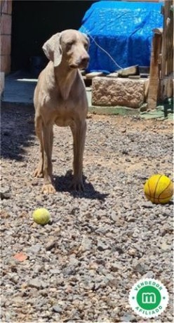 cachorros-braco-weimaraner-de-hrc-big-5