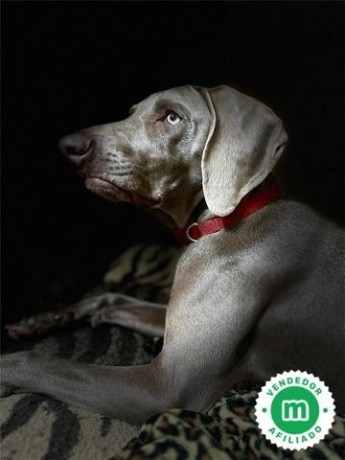 cachorros-braco-weimaraner-de-hrc-big-2