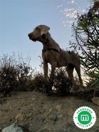 cachorros-braco-weimaraner-de-hrc-big-0