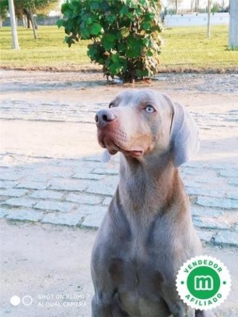 cachorros-braco-weimaraner-de-hrc-big-6