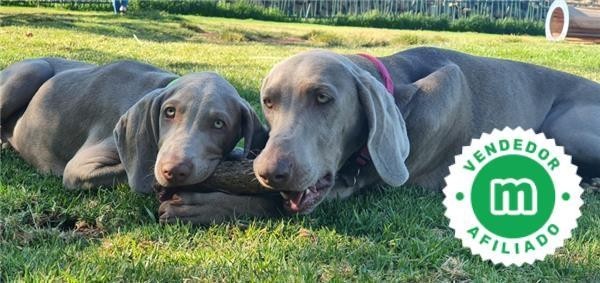 cachorros-braco-weimaraner-de-hrc-big-4