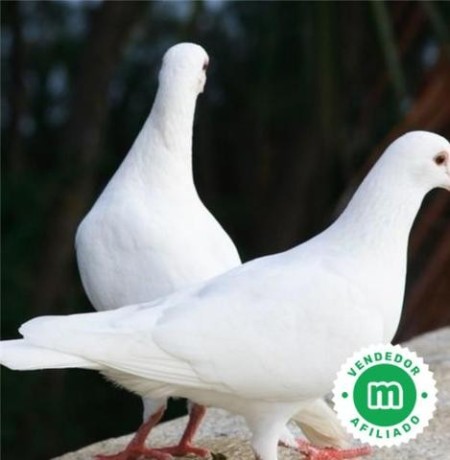 palomas-blancas-big-0