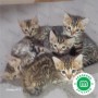 gatos-bengali-small-5
