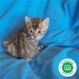 gatos-bengali-small-4