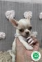 chihuahua-toy-small-8