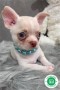 chihuahua-toy-small-2