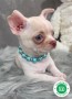 chihuahua-toy-small-5