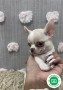 chihuahua-toy-small-4