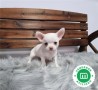 chihuahua-toy-small-6