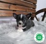 chihuahua-toy-small-7