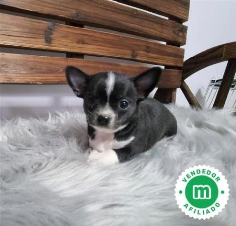 chihuahua-toy-big-7