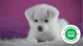 akita-inu-blanco-small-0