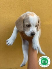 BEAGLE BICOLOR Y TRICOLOR 