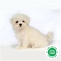 bichon-maltes-small-0