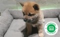 shiba-inu-small-2