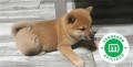 shiba-inu-small-0