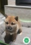 shiba-inu-small-1