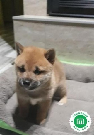 shiba-inu-big-1