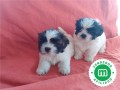 shih-tzu-small-3