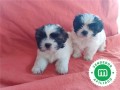 shih-tzu-small-1