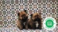 camada-con-loe-de-pomerania-small-5