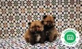 camada-con-loe-de-pomerania-small-3