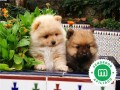 camada-con-loe-de-pomerania-small-0