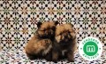 camada-con-loe-de-pomerania-small-4