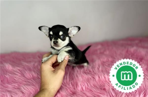 chihuahua-toy-blac-and-tan-linea-rusa-big-3