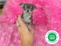 chihuahuas-mini-toy-varios-colores-small-3