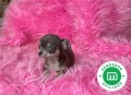 preciosos-y-pequenos-chihuahuas-mini-small-5