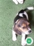 beagle-small-1