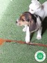 beagle-small-0