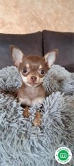 Cachorros Chihuahua 
