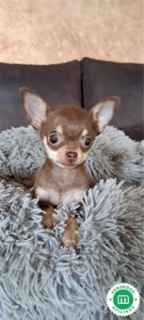 cachorros-chihuahua-big-3