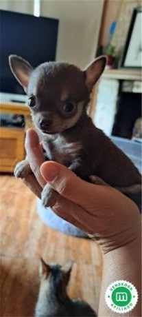 cachorros-chihuahua-big-1