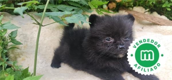 pomerania-big-3