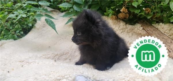 pomerania-big-2